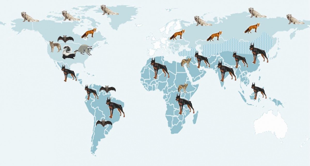 Rabies Virus: A Deadly Zoonotic Disease and Its Global Impact