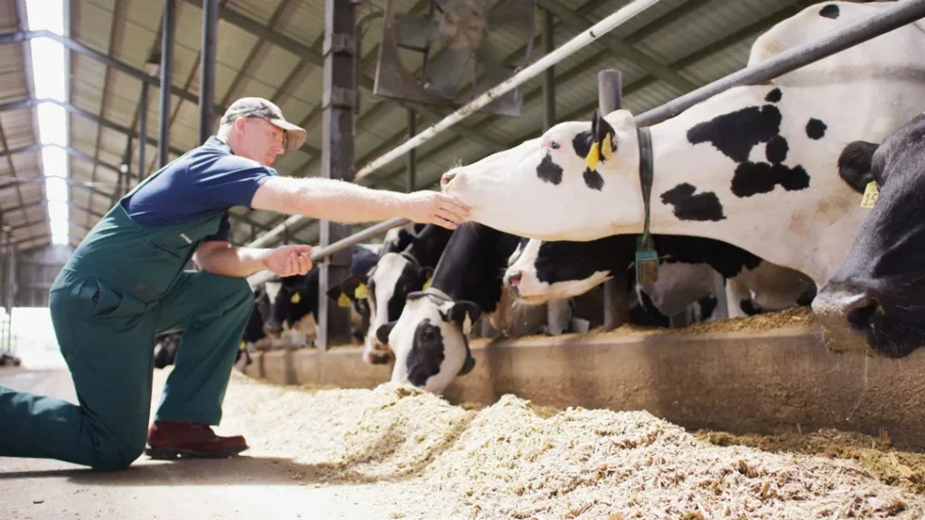 Bird Flu Outbreak in Cows: How to Prevent Its Spread to Humans