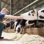 Bird Flu Outbreak in Cows: How to Prevent Its Spread to Humans