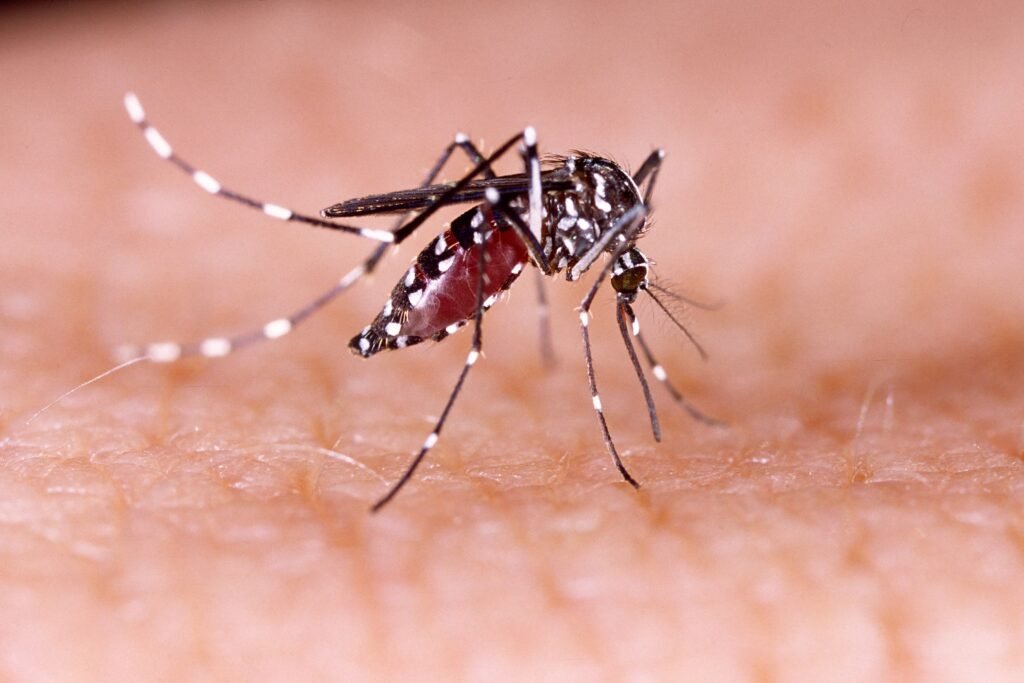 engue Fever Understanding Its Causes, Symptoms, and Prevention